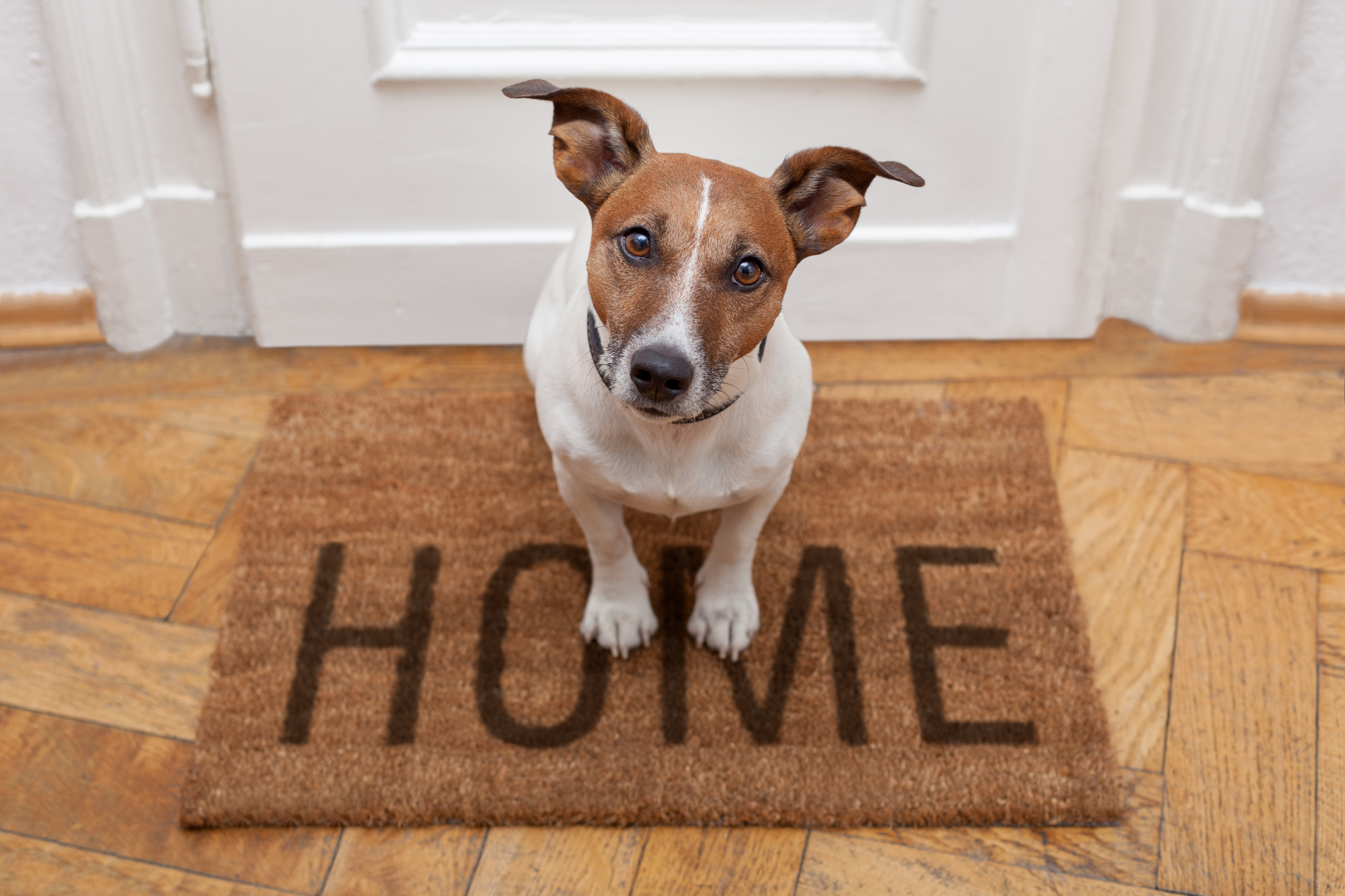 Why Pet Screening Protects Your Hampton Roads Investment Property—and You